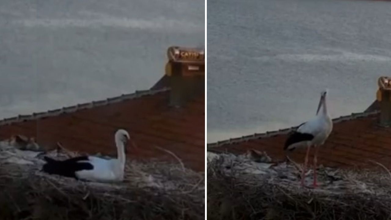 Yaren leylekten şaşırtan tavırlar! Depremi önceden hissetti mi?