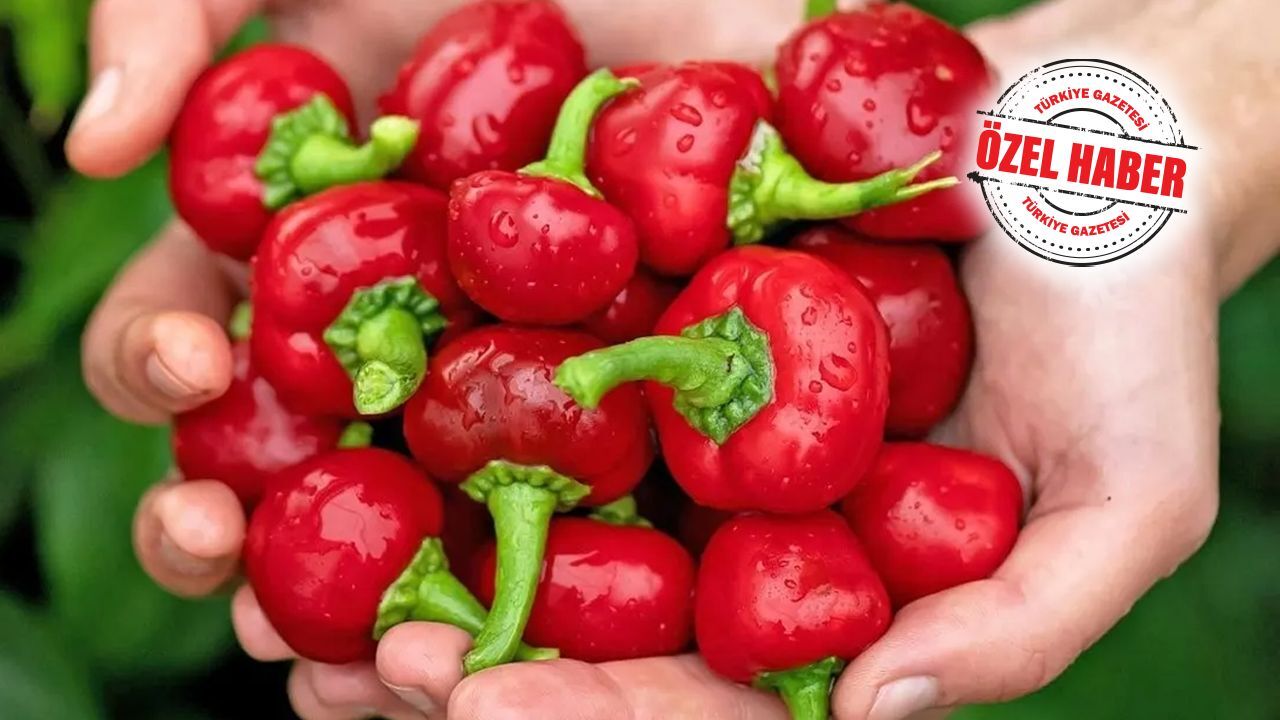 Yerli ürüne karıştırılarak piyasaya sürülecekti! 15 bin ton kırmızı biber tohumuna el konuldu