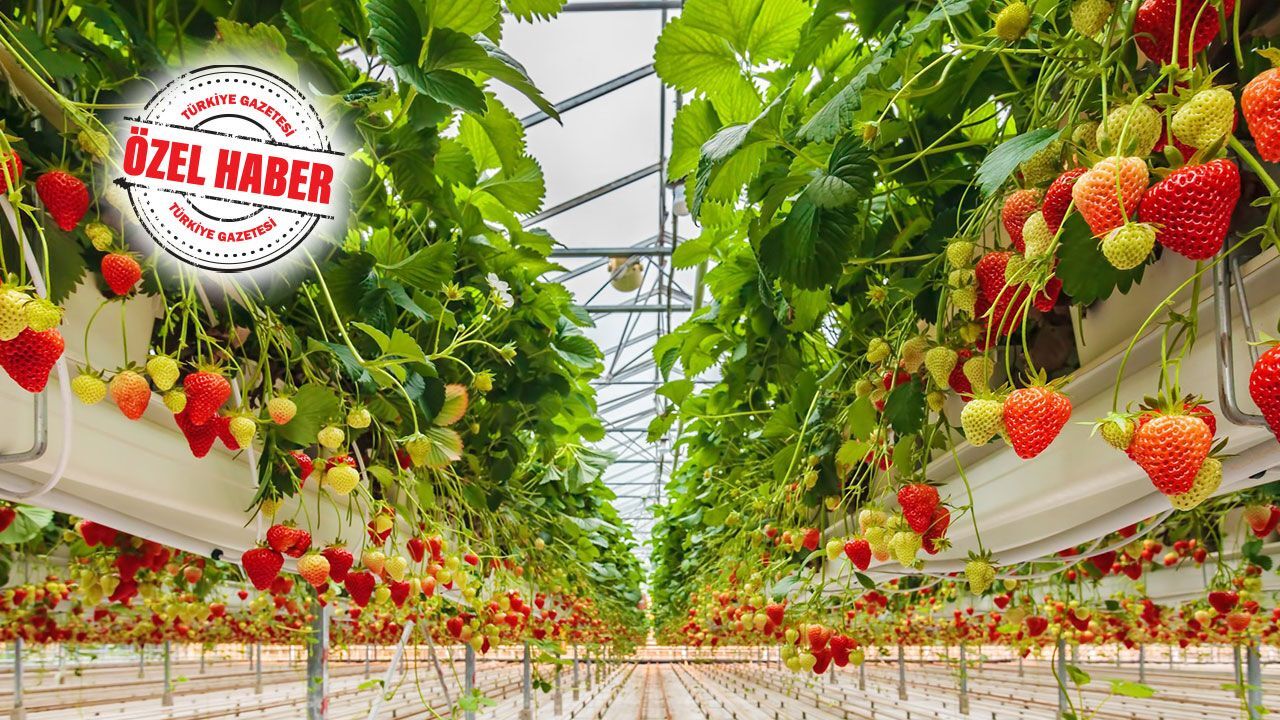 İklim krizi fırsata dönüştürülebilir! Kuraklığa çare topraksız tarım