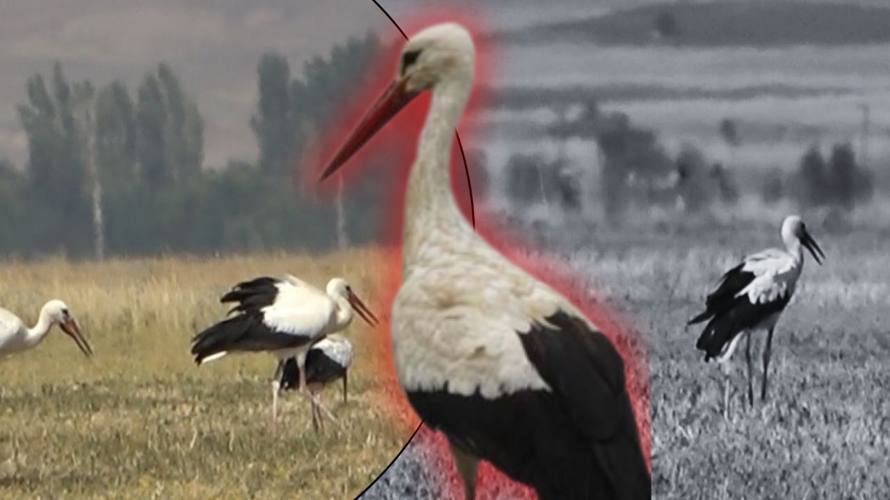 Muş Ovası'ndan Afrika'ya! Binlercesi geldi, sonbaharı bekliyorlar...