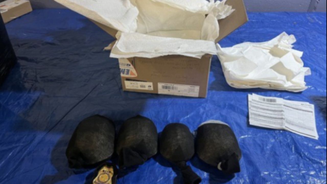 Piyasa değeri 46 milyon liradan fazla! ABD'de 850 tane kaplumbağayı çoraplara sarıp kaçırmaya kalkıştı