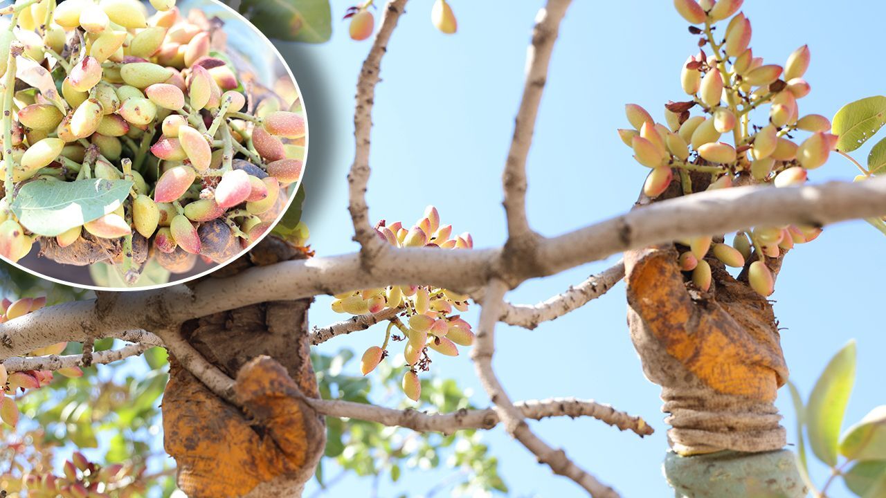 Tarlada 120, sualtı 240, kavrulmuşu 600 lira! 