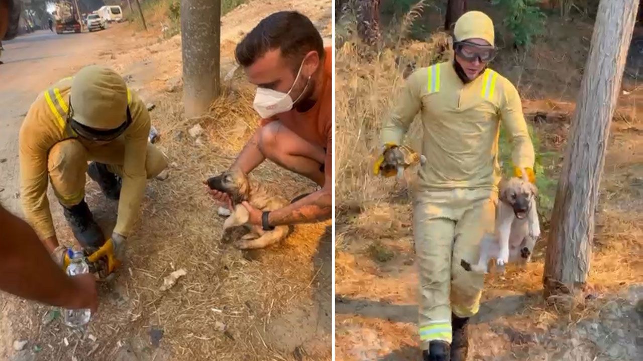 Yangın kahramanları alevlerin arasından aldı! Kaplumbağa ve köpek yavrusu son anda kurtarıldı