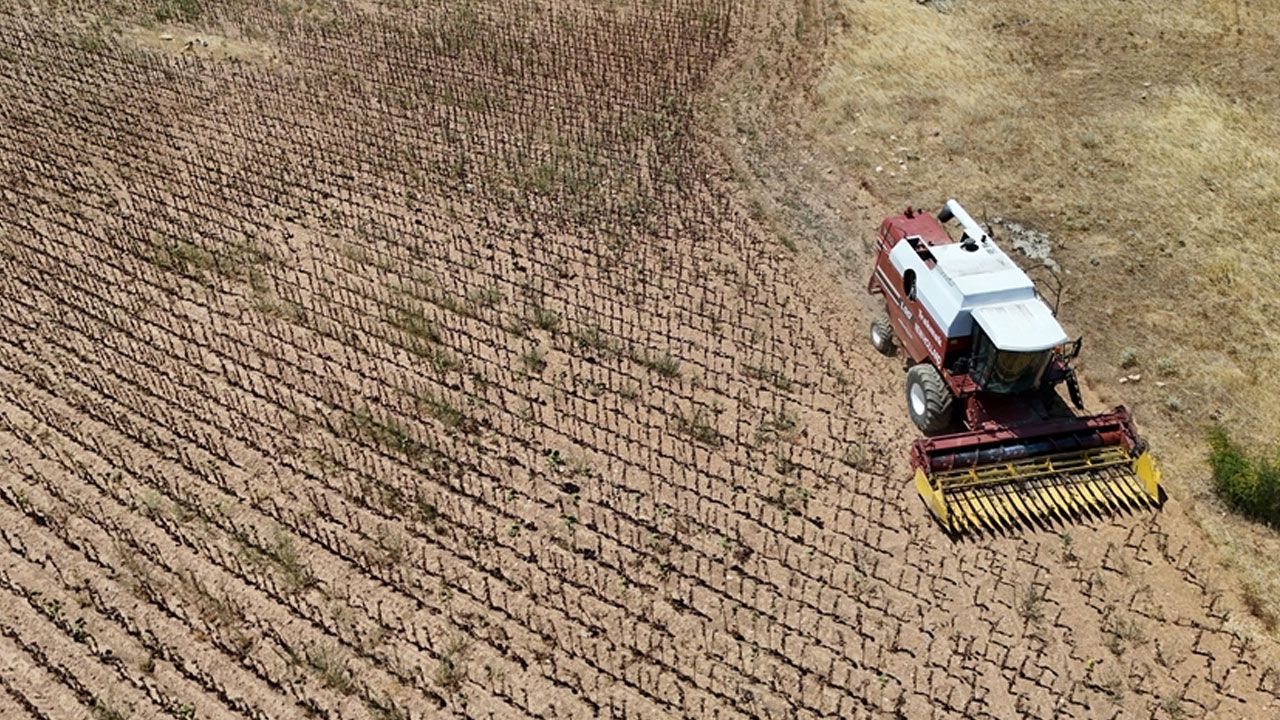 Erken kurudu, masrafı bile çıkarmadı! 250 kiloluk tarladan 80 kilo alınıyor