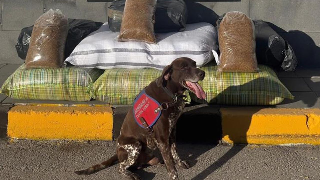 Kimlik kontrolü için durdurulan otobüsten onlarca kilo kaçak tütün çıktı