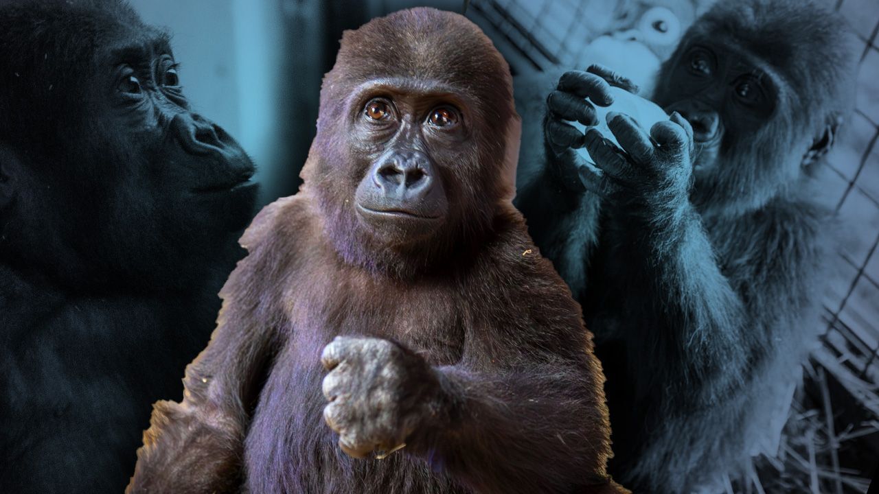 Nijerya'ya 2 şart! Türkiye'nin günlerce konuştuğu 'Zeytin' hakkında yeni karar