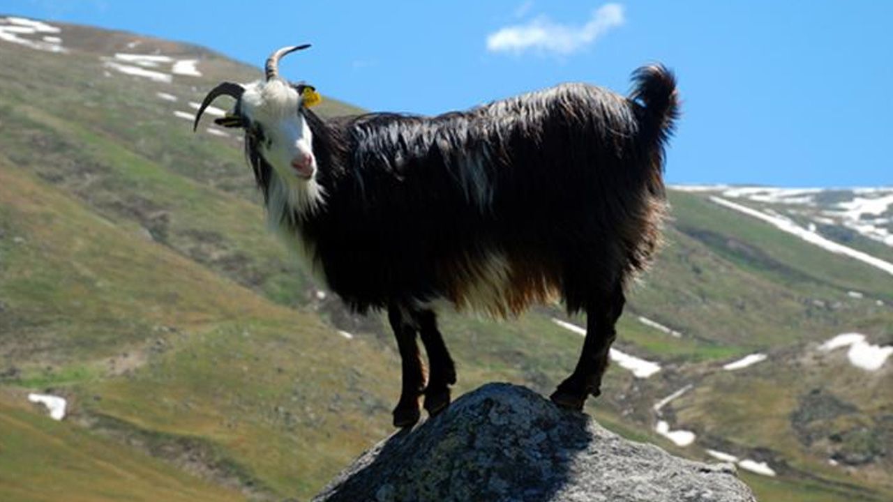 İspanya yaptı, sıra Türkiye'de! Ormanları alevlerden en iyi 'keçiler' koruyor