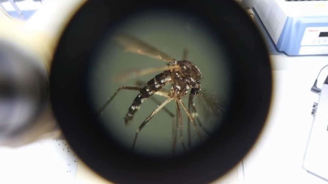 Tatilciler, virüsle beraber dönüyor! 'Chikungunya' vakaları üç katına çıktı