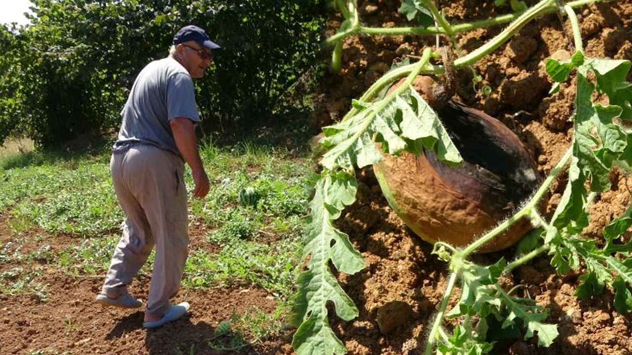 Üretimi 15 sene önce başlamıştı! Bu sene kuraklık vurdu... Tarladan 100 kilo bile çıkmadı