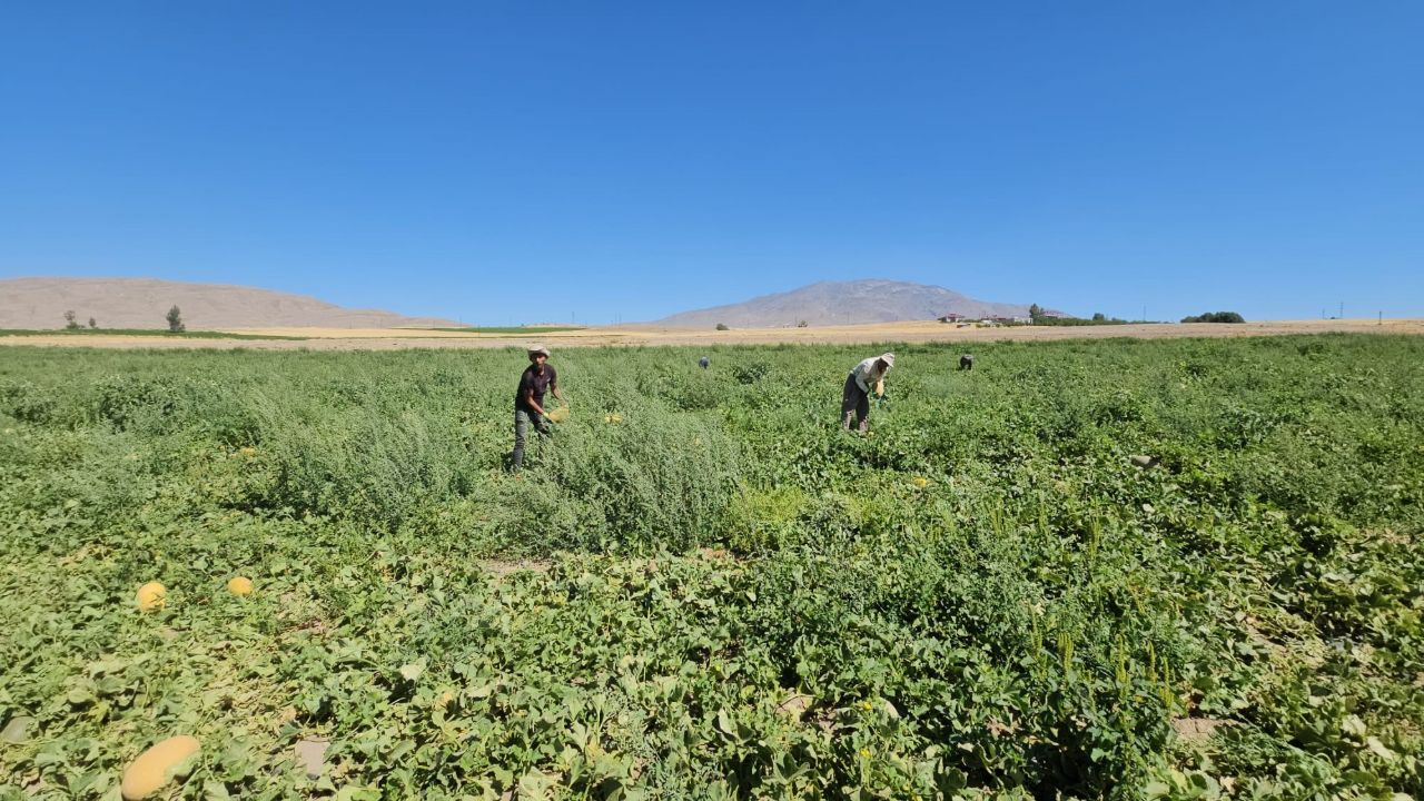 Aromasıyla damak çatlatıyor! Hasat başladı, sipariş patlaması yaşanıyor