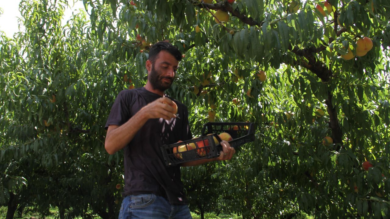 Hasat devam ediyor! Tarlada fiyatı 100 TL