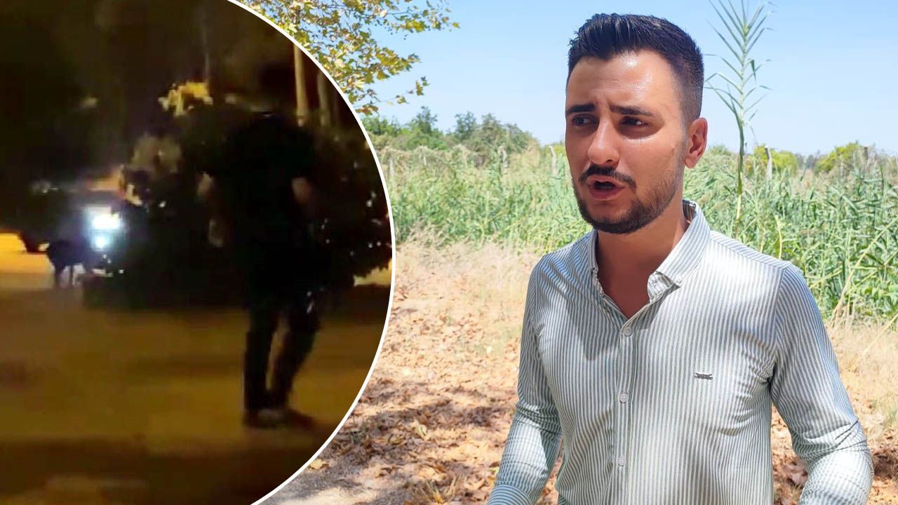 Kampüsü domuz sürüsü bastı, havlayarak kovaladı! İzleyenler ne olduğunu anlayamadı