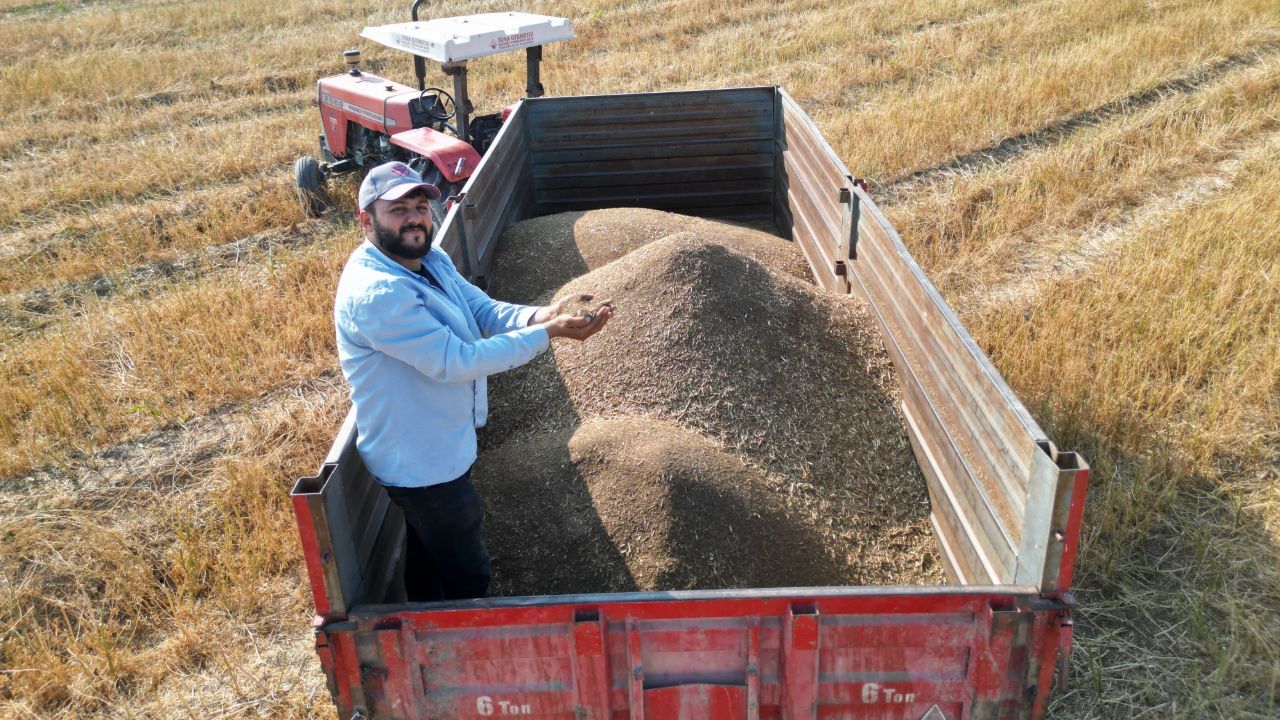 Ata tohumuyla üretiliyor, tarlada kilosu 100 TL! Türkiye