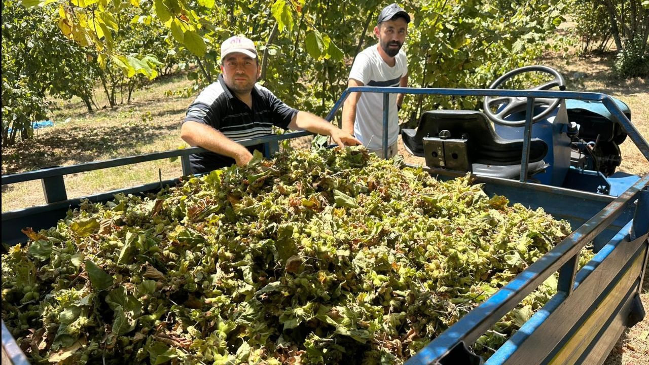 Fırsatçılığın bu kadarı! Tırpan fiyatları 1 ayda fırladı, üretici isyan etti