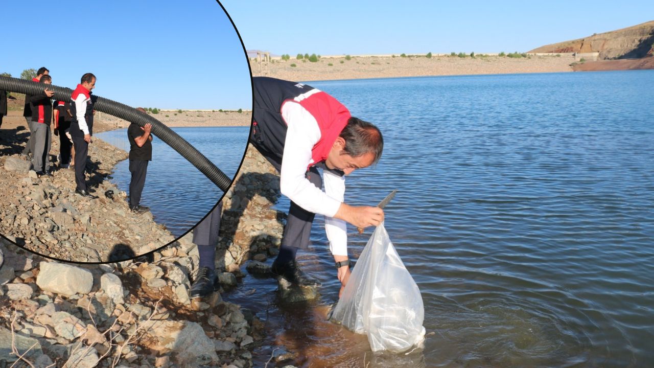 200 bin adet bırakıldı! Erzincan