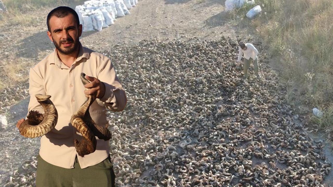 76 farklı işlemden geçiyor, inşaat çivisini bile kesebiliyor! 18 bin koçtan elde edildi... Yapması 2 yıl sürüyor