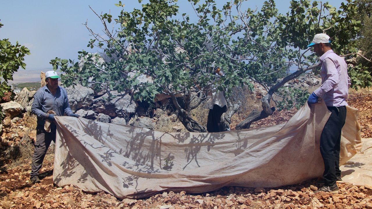 Fiyatı 1 yılda 4 kat arttı bunu duyan çiftçi tarlasına koştu! Sadece o kentin üreticisi mutlu
