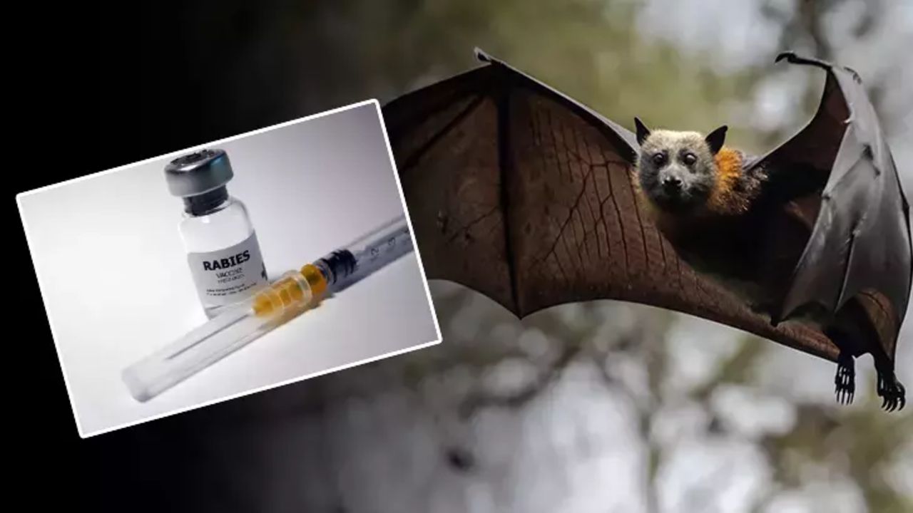 Tatilciler için ölümcül tehdit! Yarasalardan bulaşıyor: Risk en yüksek düzeyde!