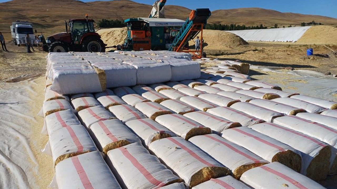 Geçtiğimiz yıl tarlada çürümüştü! Bu yıl çiftçinin cebini doldurdu... Tonu 2 bin lira