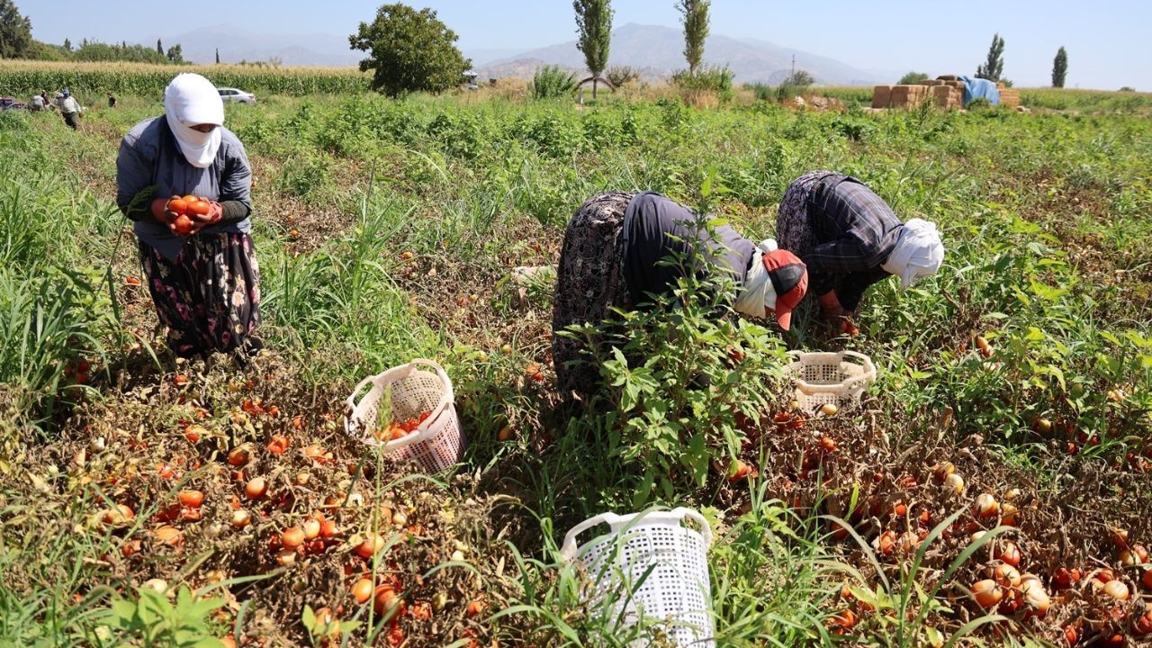 Nefes almanın bile zor olduğu şehirde domates hasadı başladı! İşçilerin saatlik ücreti belli oldu