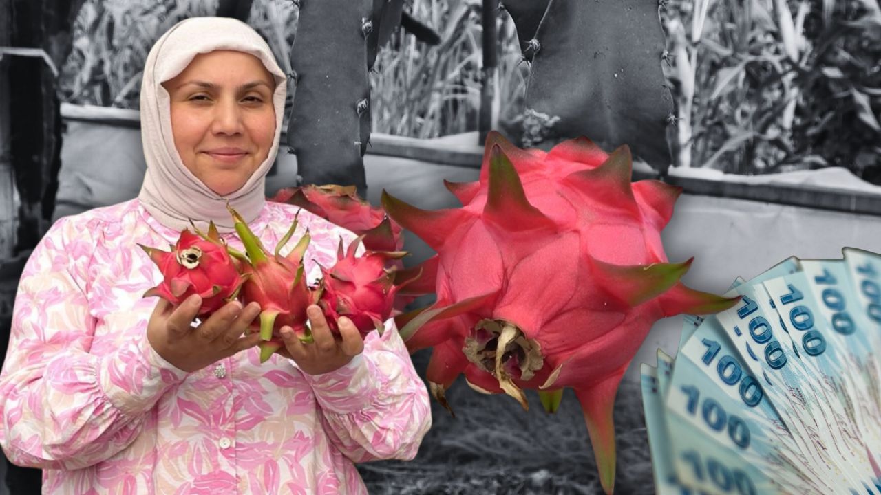 Önce olumsuz karşılandı, şimdi kilosu 250 TL