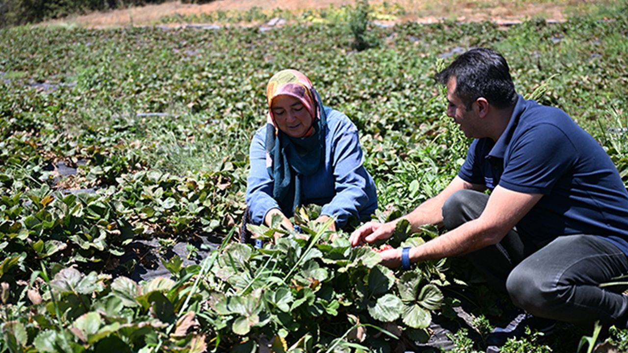 Öyle bir şey ektiler ki şehirden giden döndü! Çevre illerden göç eden bile var