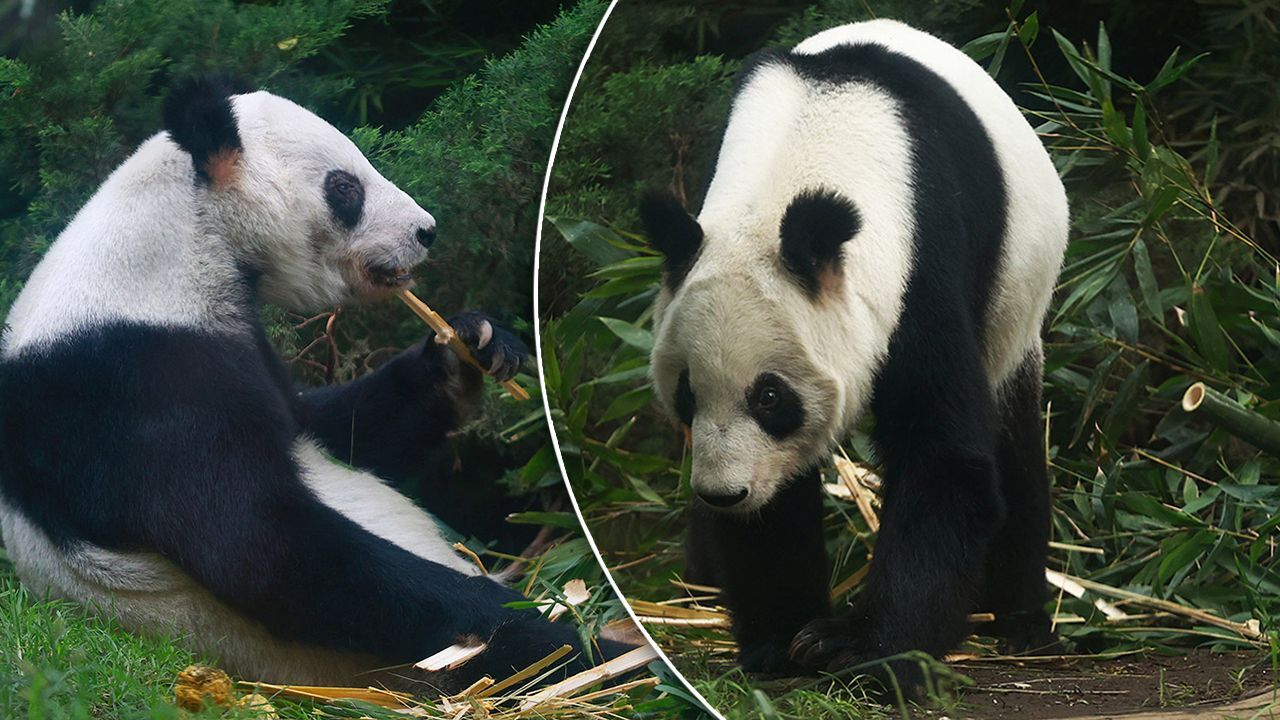 Türün tek örneği! Çin hak iddia edemiyor... Ülkenin her yerinden bu pandayı görmeye geliyorlar