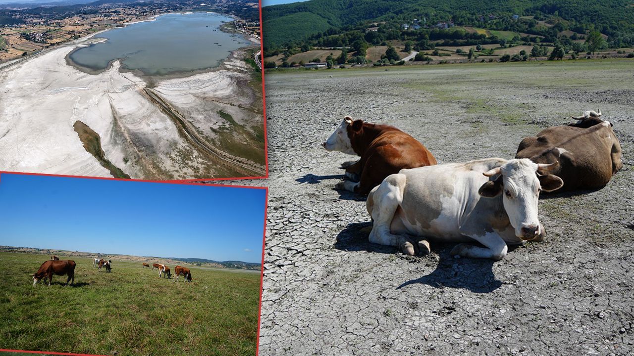 Artık balıklar değil, inekler besleniyor! Ünlü Ladik Göl'ünde acı manzara: Kuraklık yüzünden can çekişiyor