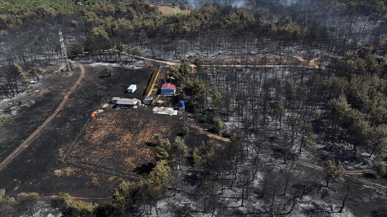 Binlerce hektar alan küle dönmüştü: 5 kişi el ele verip yapmış!