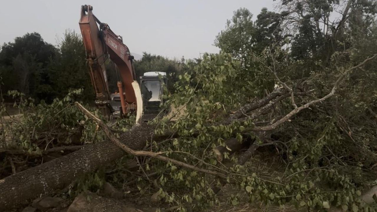 Erzincan'da feci olay! Devrilen ağacın altında kalan yaşlı adam öldü