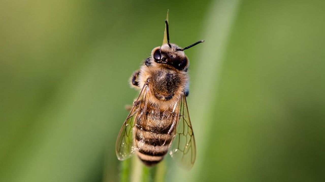 Rize'de arının soktuğu gençten acı haber