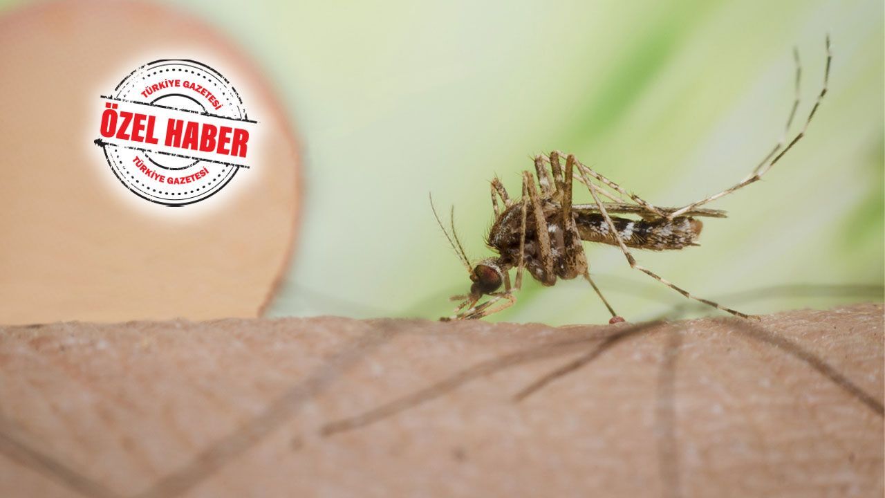 Virüsü robot köpekler durduracak! ‘ChIkungunya’dan 90 ölüm
