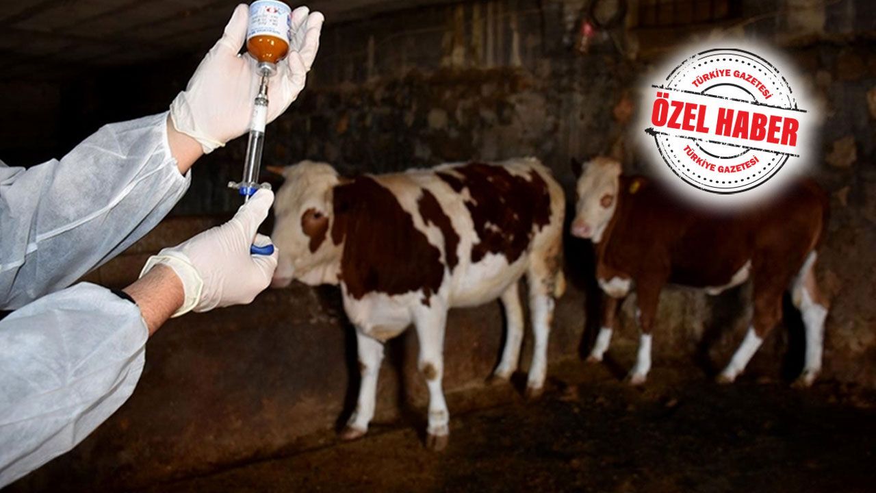Ay sonuna kadar hayvan pazarlarının tamamının açılması bekleniyor! Şap hastalığı fiyatları etkilemedi