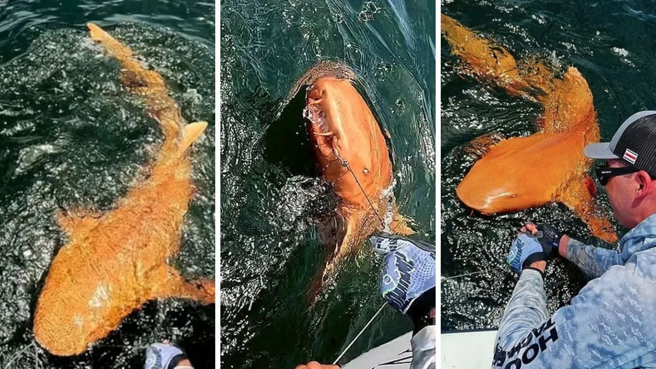 Bir ilk! Turuncu köpek balığını gören dönüp bir daha baktı: Balıkçılar telefona sarıldı