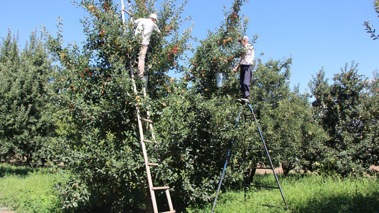 Kilosu bahçede 50 TL! Bu yılki hasattan 4 milyon TL kazanacak