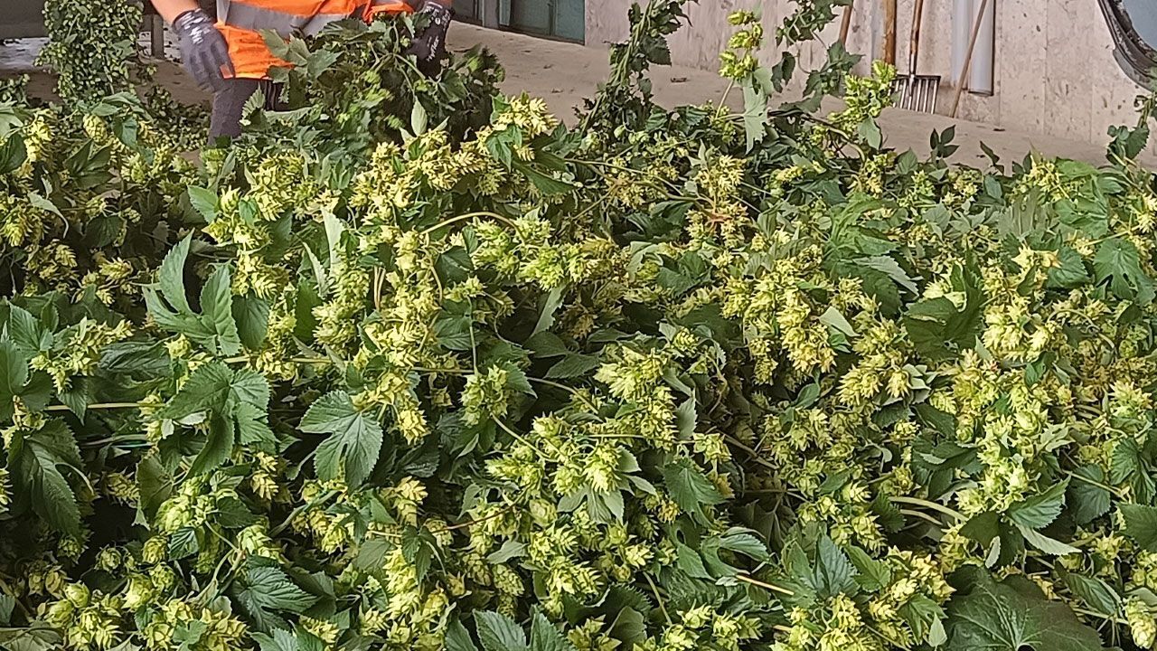 Nüfusun yüzde 80’i emekliliğini ona borçlu! Hasat başladı, bu yıl verim yüksek…