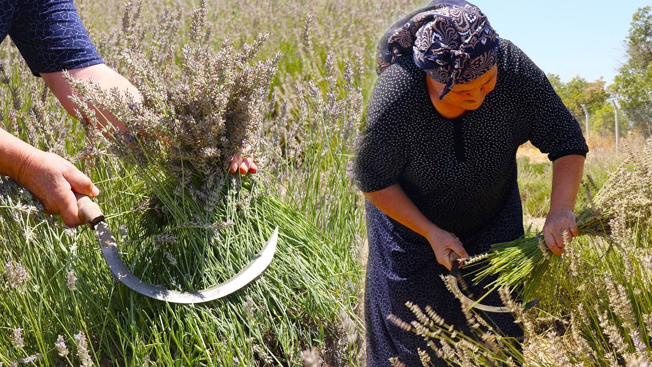 Bu hasatta işçi çalışmıyor! Makasını getiren tarlaya giriyor, 100 kilosundan 2 litre yağ çıkıyor