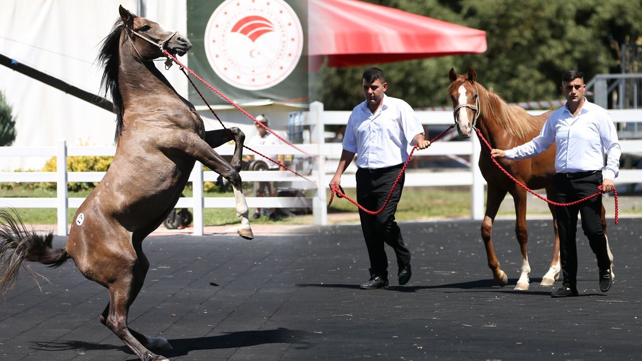Onlarca taydan dudak uçuklatan gelir sağlandı! Otomobil fiyatına satıldılar