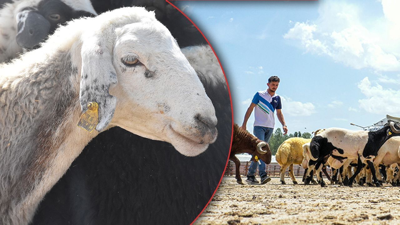 Şap karantinası sona erdi, o ilde hayvan pazarına izin çıktı