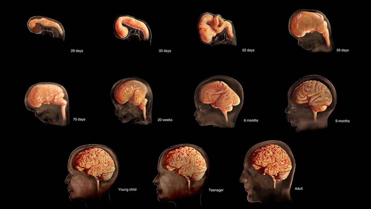 Bilim dünyası altüst oldu! Mikroplar zekayı etkiliyor
