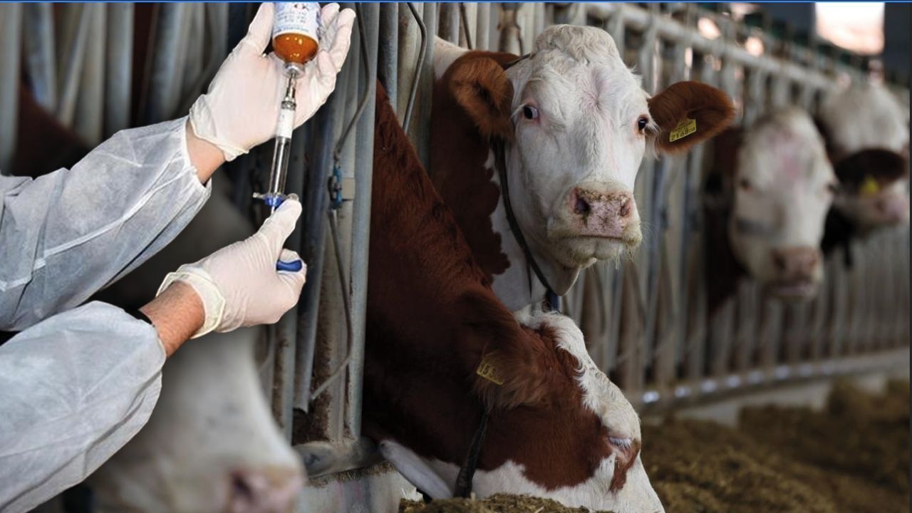 İkinci emre kadar yasaklandı! Tunceli'de şap hastalığına kökten çözüm