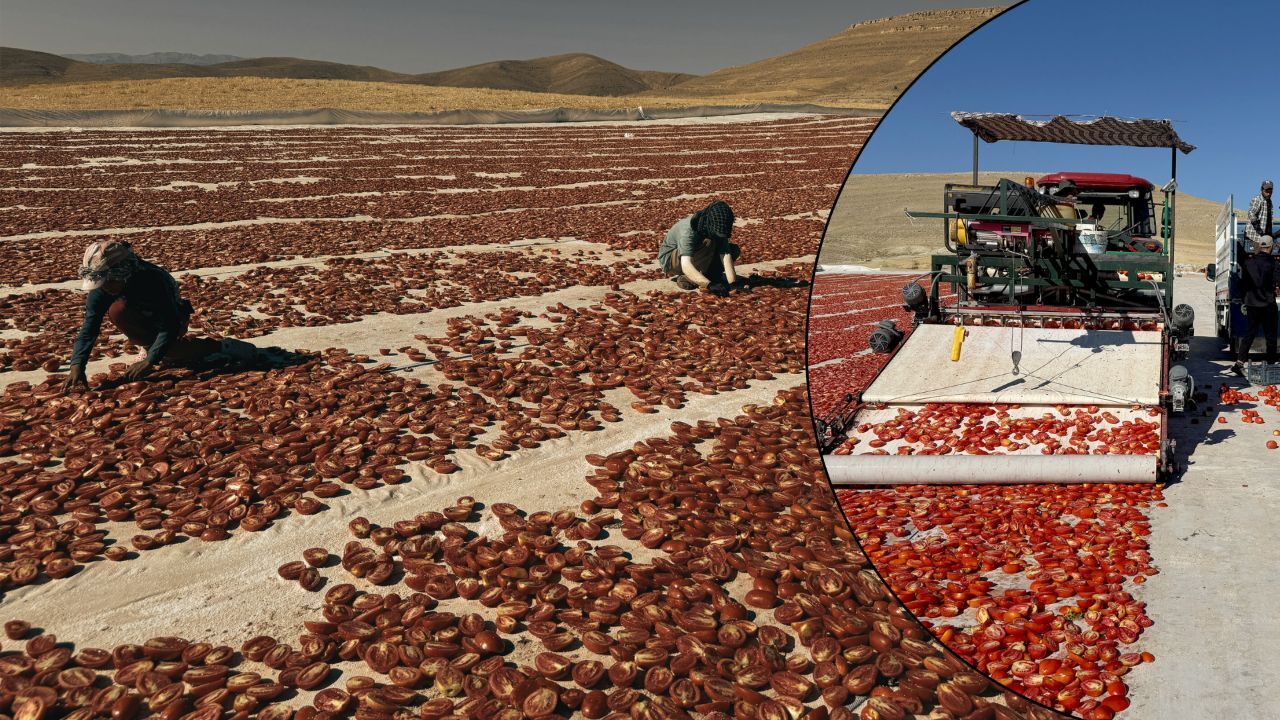 Misafir olarak gittiler, 6 bin dönüm araziyi tarıma kazandırdılar! Yetiştirdikleri 7 ayrı ürünle en az 300 kişiye ekmek kapısı oldular görseli