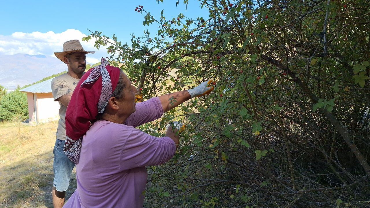 100 gramı 1 kasa portakala eş değer! Hasat dönemi geldi, toplamak için dağlara koşuyorlar
