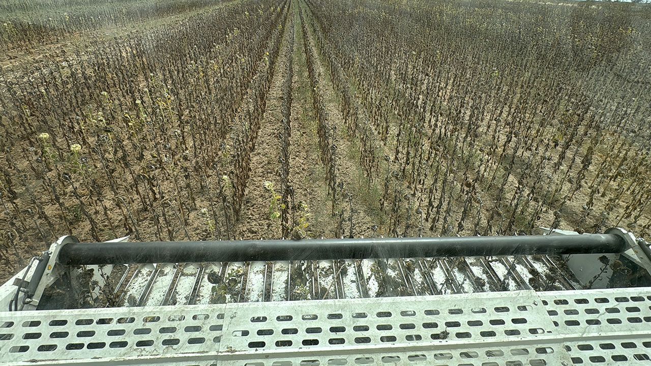 Ayçiçeği üretiminde zorlu sezon! Hasat yüzde 80 tamam, verim kaybının nedeni belli