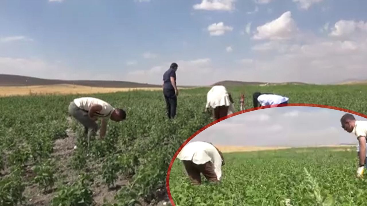 Kanada'dan Ağrı'ya... Yüzde 75'i hibe ürün yetişmez denilen topraklarda coştu!