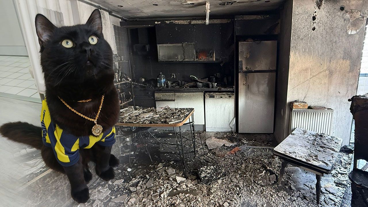 Kedi 'Raşo'dan büyük faciayı önleyen hamle! Tek hareketle hayat kurtardı