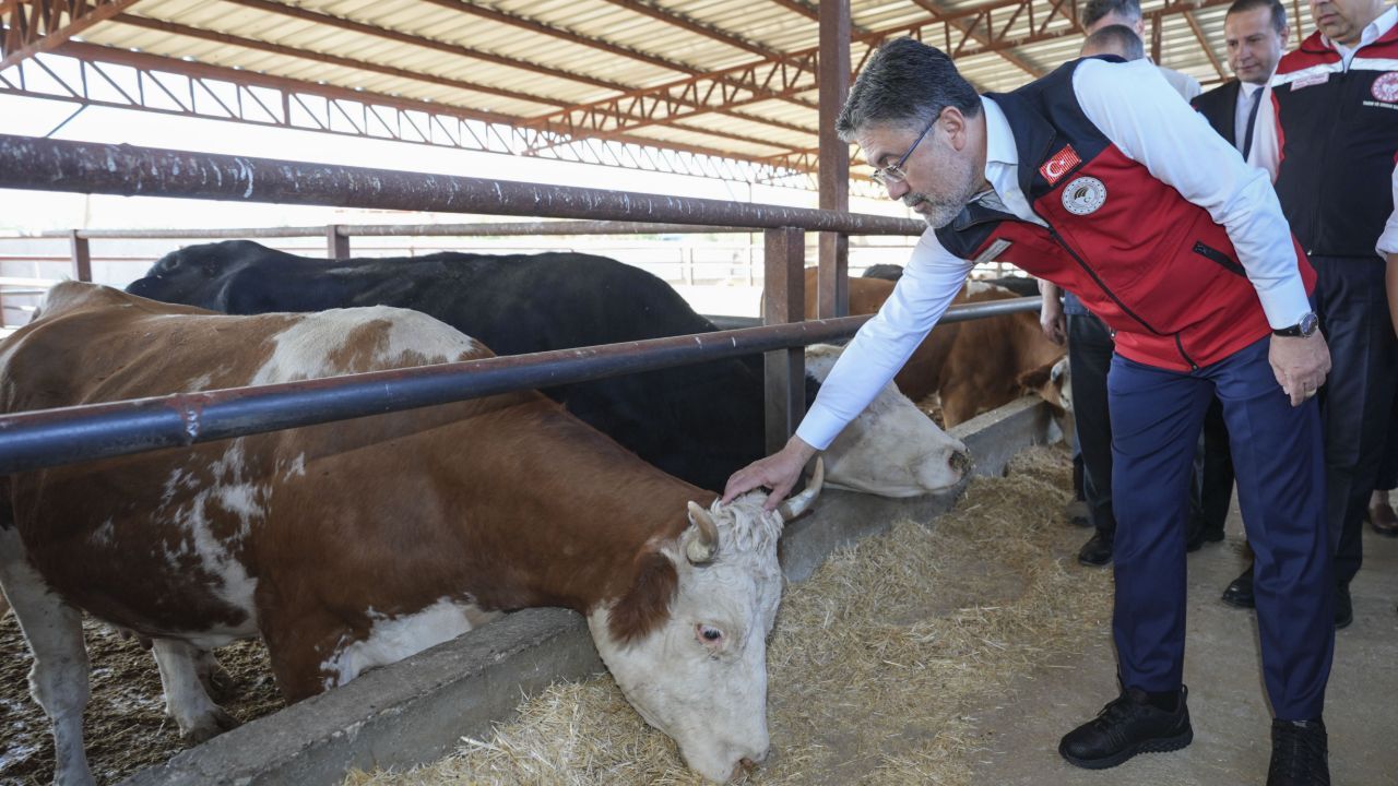 Kırmızı et ithalatı gündemden çıkacak! Besici kazanacak, 8 milyar lira yurtta kalacak