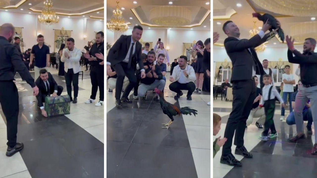 Düğünde davetliler şoke oldu! Damada 250 bin liralık Hint horozu hediye edildi