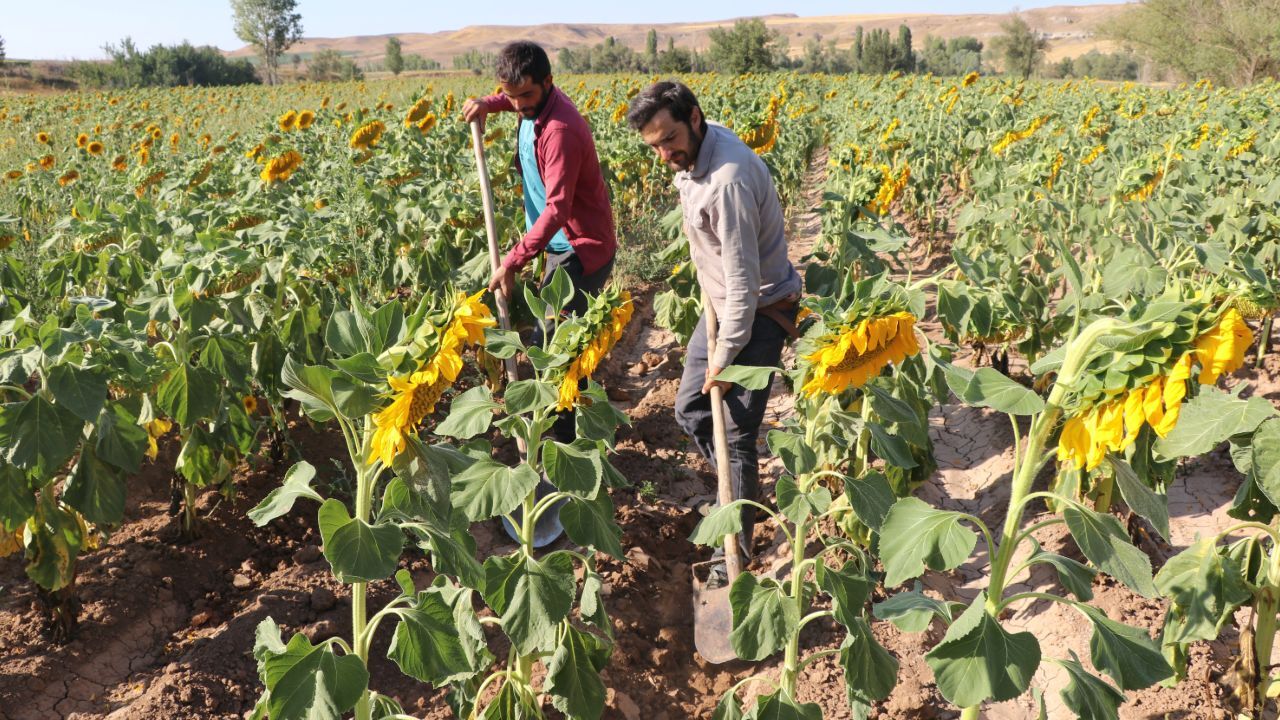 Hepsi hasat öncesi boynunu eğdi! Çiftçi umutlu, son 3 yılın en bereketli sezonu bekleniyor