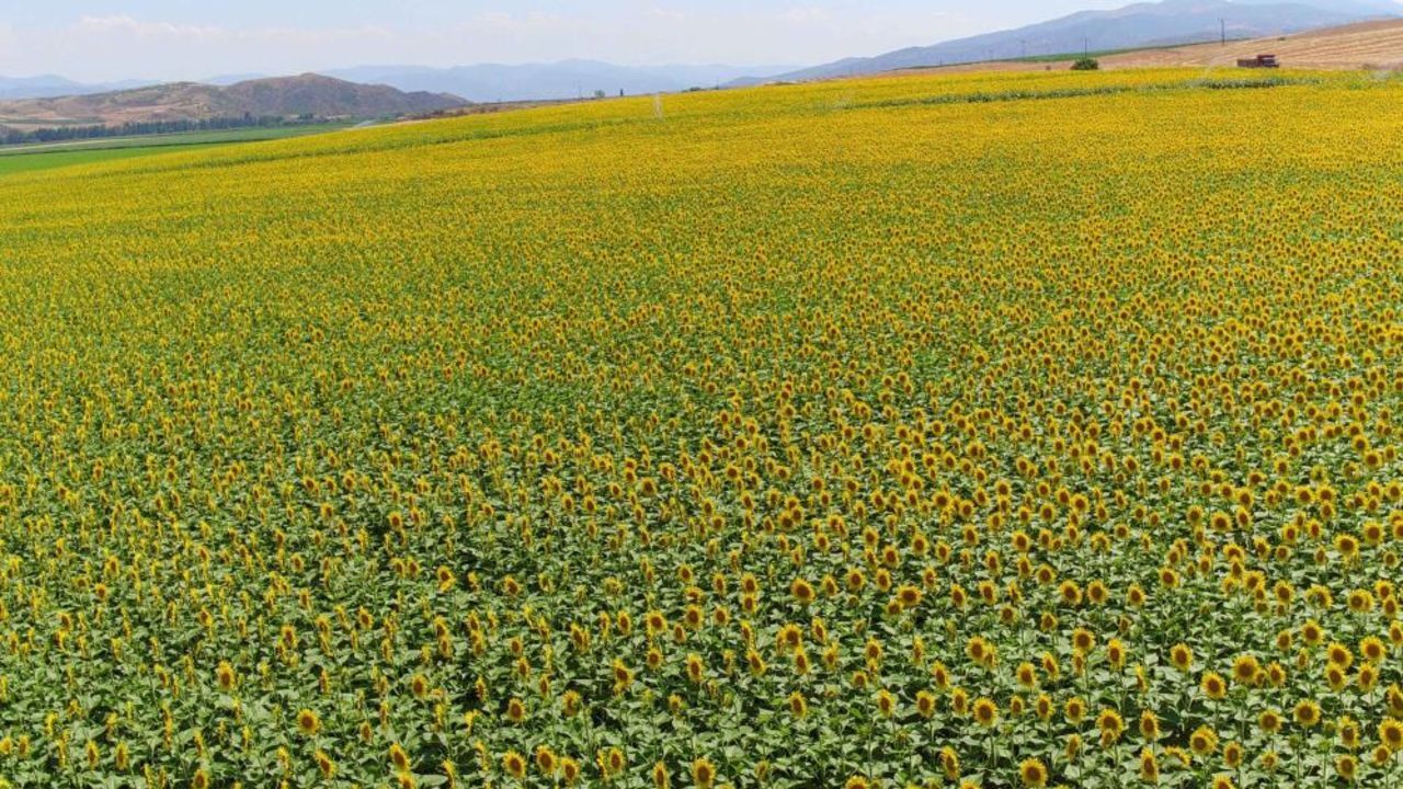 Çiftçiler merakla bekliyordu! Ayçiçeği alım fiyatı belli oldu